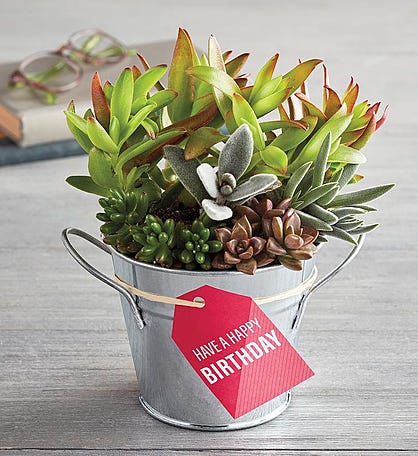 &#34;Have a Happy Birthday&#34; Succulent Gift